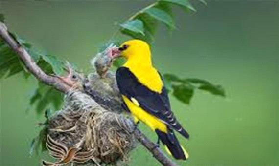 افزایش دما، پرندگان مهاجر را به مازندران کشاند