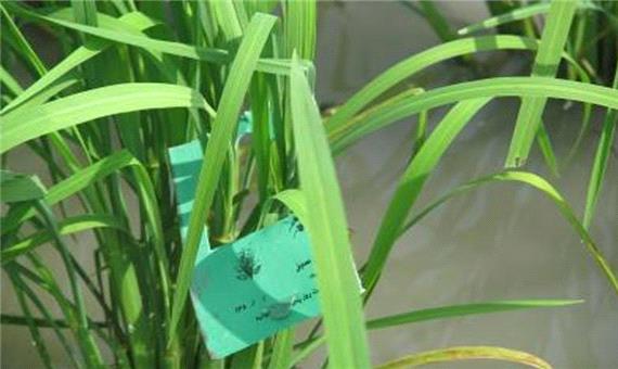 تاملی در بی رغبتی کشاورزان به مبارزه بیولوژیکی کرم ساقه خوار برنج