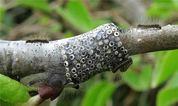پروانه تخم انگشتری 2 هزار و 500 هکتار جنگل مازندران را آلوده کرد