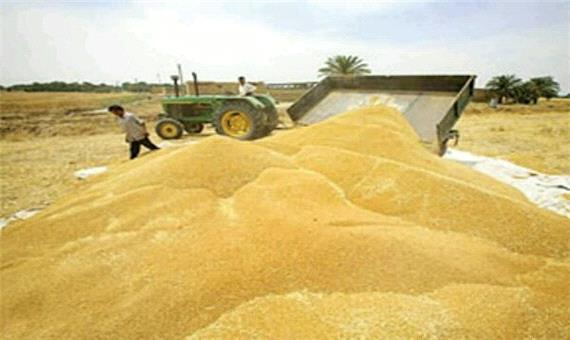 خرید 5000 تن گندم در جویبار/نجات 700 هکتار شالیزار از خشکسالی