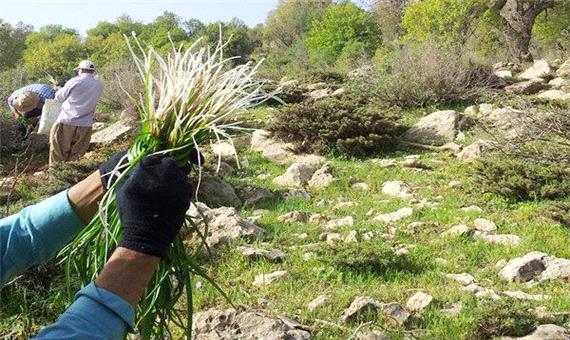 بیش از 100 گونه گیاه در حال انقراض در مازندران شناسایی شد