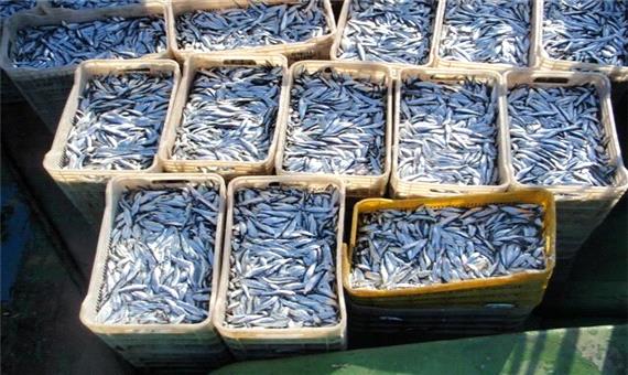 صید ماهی کیلکا در مازندران به 2هزارو 660تن رسید