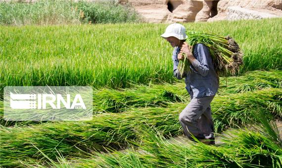 سنگینی سایه سرمای زودرس بر کشت دوم برنج در مازندران