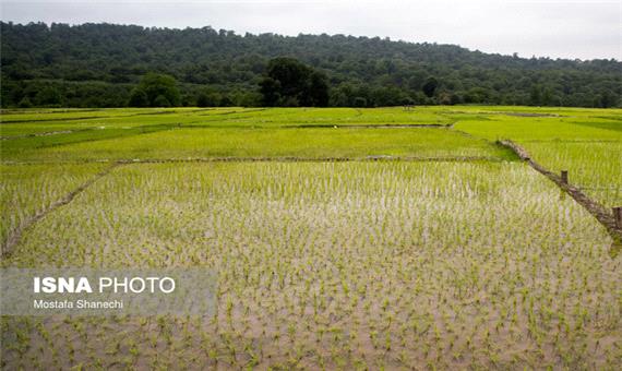 درآمد اقتصادی 1000 میلیاردی با رفع محدودیت کشت برنج