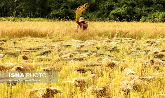 عامل اصلی اختلاف قیمت برنج از مزرعه تا بازار چیست؟