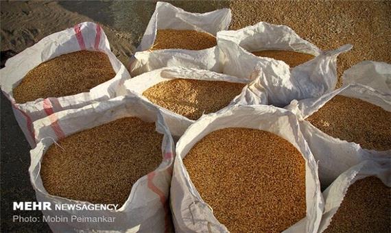 37 هزار تن گندم در مازندران آسیاب شده است