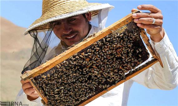 امسال 6 هزار و 380 تن عسل در مازندران تولید شد