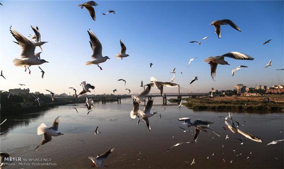 تداوم مرگ جمعی پرندگان/ میانکاله قتلگاه زمستانی