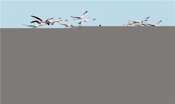 ابهام در علت تلفات پرندگان مهاجر تالاب میانکاله