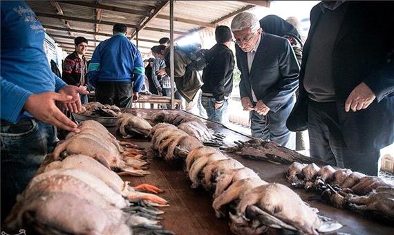 مرگ پرندگان مهاجر در مازندران بازار فروش این حیوانات را تعطیل کرد