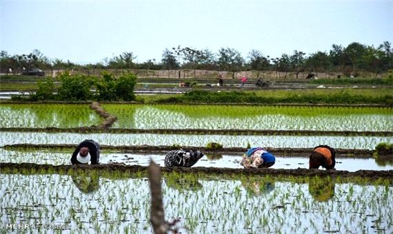 نخستین نشاء برنج کشور در آمل انجام شد