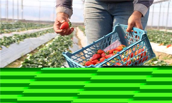 بکارگیری کارگران غیربومی در مزارع توت فرنگی مازندران با شرایط خاص