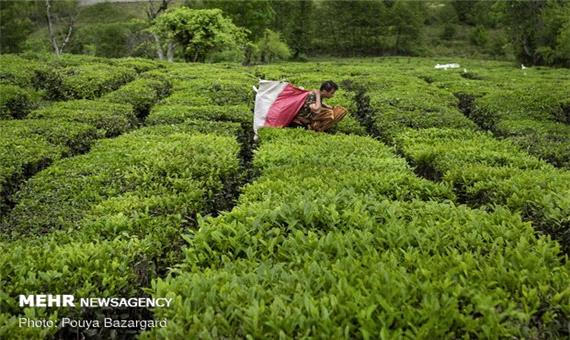 53 هزار تن برگ سبز چای از چایکاران گیلان و مازندران خریداری شد