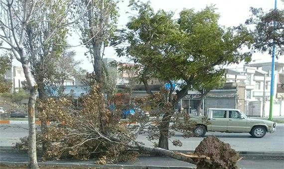 خسارت 620 میلیارد ریالی تندباد در سوادکوه شمالی