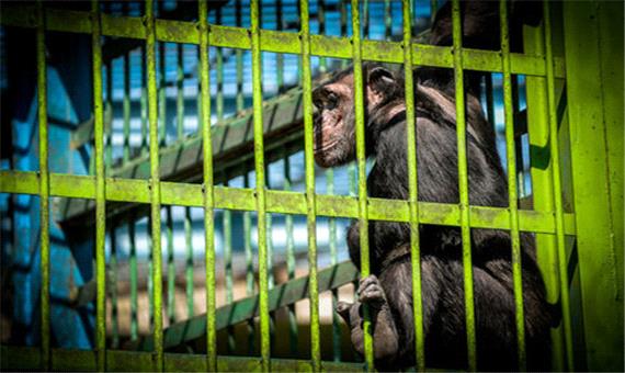 واکنش محیط زیست به انتقادات از مکان نگهداری شامپانزه‌های باغ وحش ارم