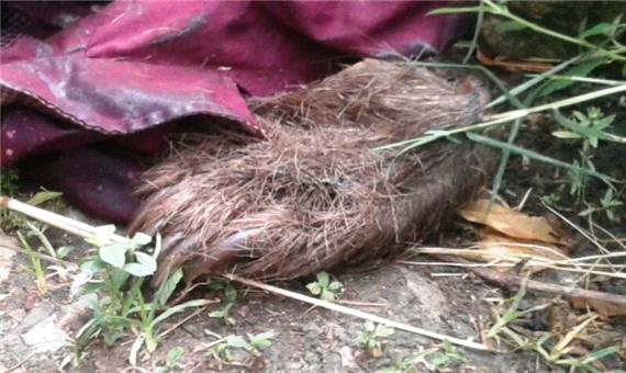 کشف لاشه خرس قهوه‌ای در منزل شخصی شهروند چالوسی در مازندران