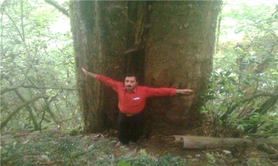 بزرگ‌ترین سرخدار جنگل‌های هیرکانی در مازندران شناسایی شد