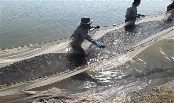 آغاز رهاسازی 25 میلیون قطعه بچه ماهی سفید در مازندران