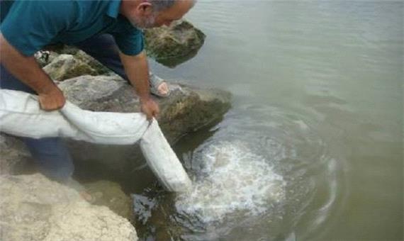 105 میلیون بچه ماهی در مازندران رهاسازی می شود