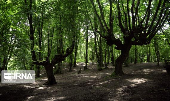 طرح تنفس تا زمان بهبود وضعیت جنگل‌ها ادامه می‌یابد