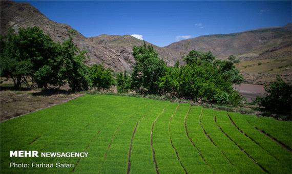 واردات بی ضابطه برنج در فصل برداشت محصول