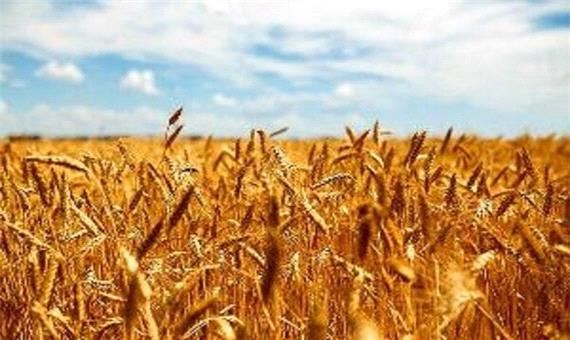 50 هزار تن گندم از کشاورزان مازندرانی خریداری شد