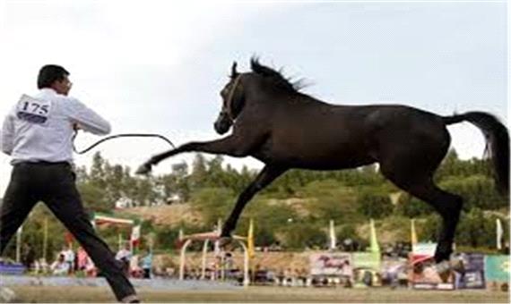برگزارکنندگان جشنواره اسب در آمل مازندران توبیخ شدند