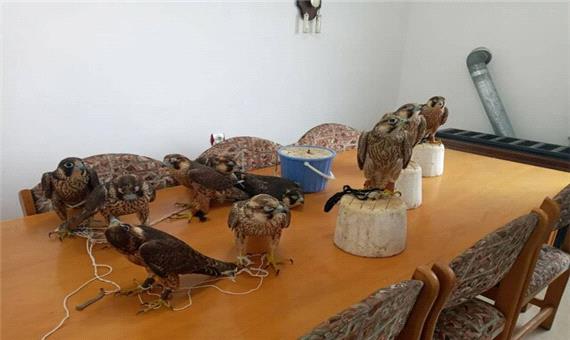 دستگیری قاچاقچیان پرندگان شکاری در شرق مازندران
