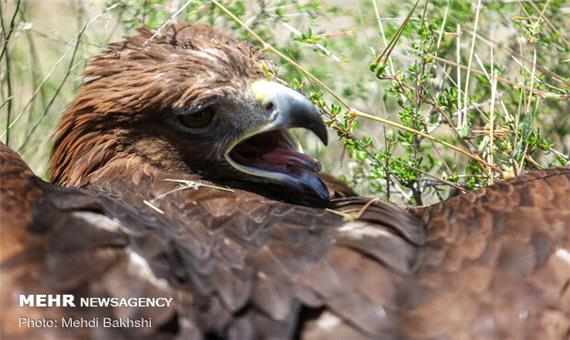 قاچاقچیان پرندگان شکاری در شرق مازندران دستگیر شدند