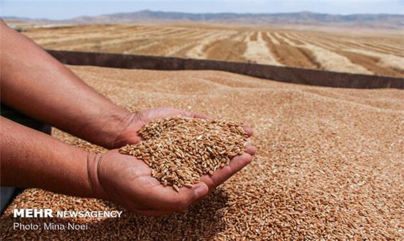 خرید تضمینی 55 هزار تن گندم در مازندران