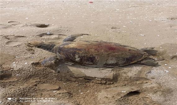 مشاهده 28 مورد لاشه لاک پشت در سواحل شهرستان جاسک