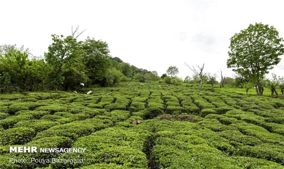 12 میلیارد تومان برگ سبز چای در مازندران خریداری شد