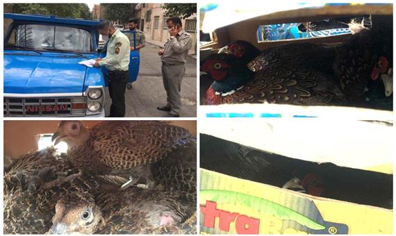 کشف محموله غیرمجاز پرنده وحشی در جنوب شرق استان تهران