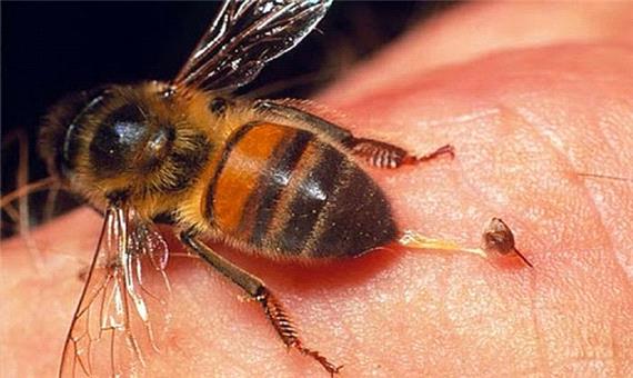 با زهر زنبور عسل می توان کرونا را درمان کرد!
