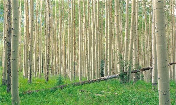 زراعت چوب در 30 هزار هکتار از اراضی ملی کشور شروع شد