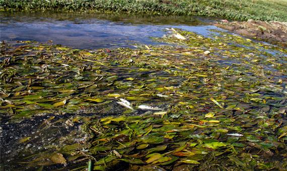 فاجعه زیست محیطی در سوادکوه/ 24 هزار ماهی تلف شدند
