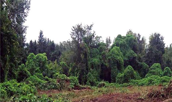 شناسایی 6 گونه گیاهی مهاجم در جنگل‌های هیرکانی