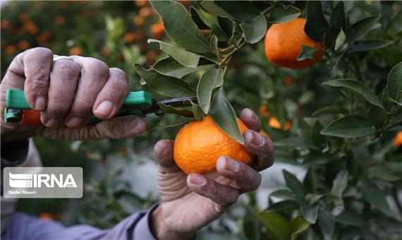 جهاد کشاورزی مازندران: باغداران نارنگی نارس نفروشند