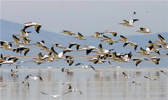 نخستین گروه از پرندگان زمستان گذران به مازندران رسیدند