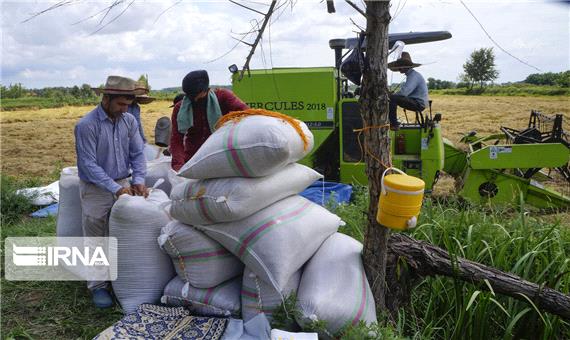 برداشت برنج رتون از شالیزارهای مازندران آغاز شد