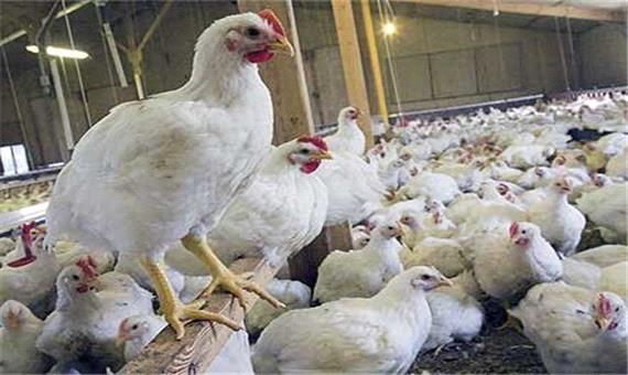 11 درصد گوشت سفید کشور در مازندران تولید می‌شود