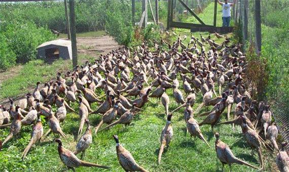 معاون وزیر کار: پرورش دهندگان پرندگان وحشی تسهیلات می‌گیرند