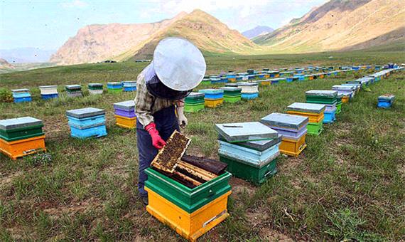 تولید 62 هزار فروند ملکه زنبور عسل در مازندران