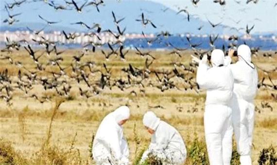 توصیه‌هایی برای پاییز بدون آنفلوآنزای پرندگان در مازندران