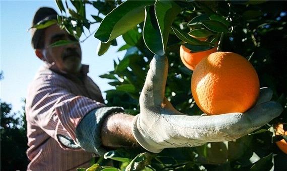 پرتقال مازندران زودتر از فصل وارد بازار شد