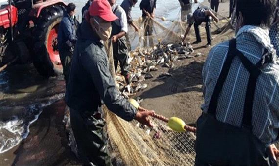 صید ماهی استخوانی در دریای مازندران به 170 تن رسید
