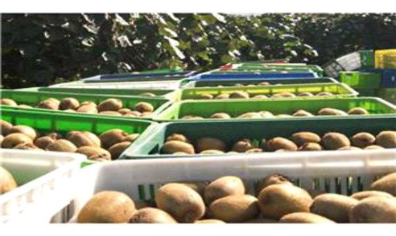 صادرات دو هزار تنی کیوی و هشت هزار اصله‌ای گل و گیاه از بندر نوشهر