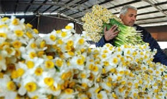 صادارات هشت هزار و 281 اصله گل و گیاه از بندر نوشهر