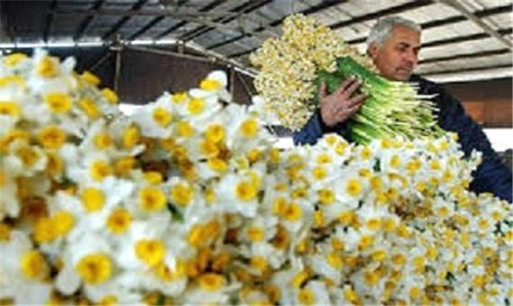 صادرات هشت هزار و 281 اصله گل و گیاه از بندر نوشهر