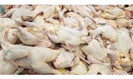 آغاز توزیع 400 تن مرغ منجمد 15 هزار تومانی در مازندران